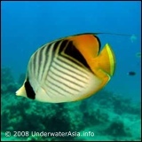Threadfin Butterflyfish